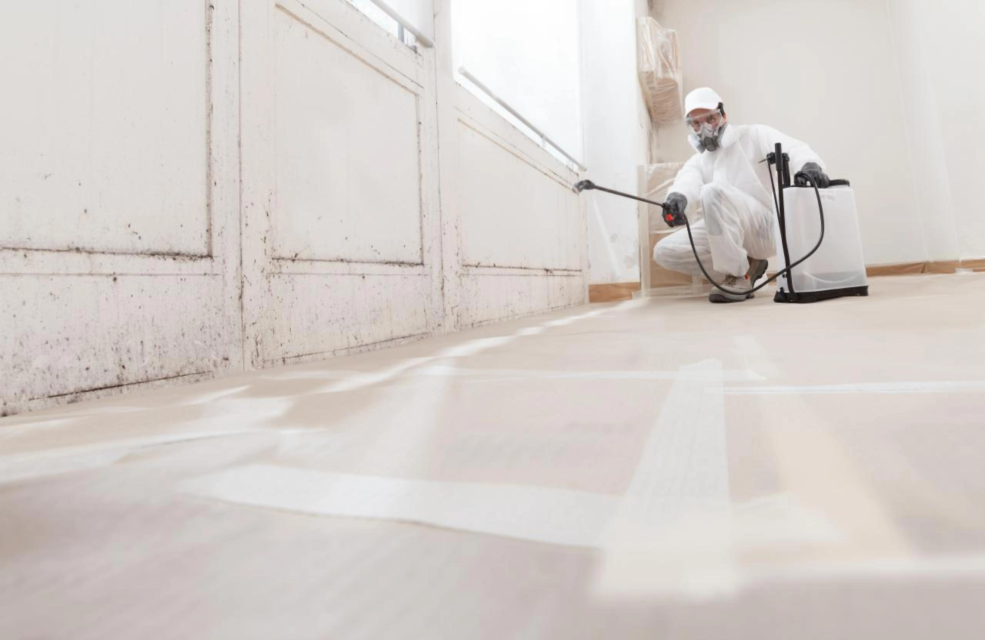 Black Mould Removal in Crewe: Protect Your Home with Professional Mould Removal Services